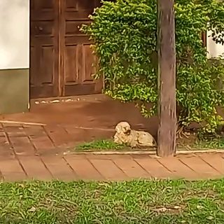 Buscan al dueño de un perro perdido en el centro