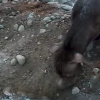 Perro acompañó el entierro de su compañero de juegos