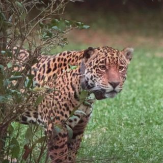 Yasy, la yaguareté que caminó tranquila entre turistas en Iberá