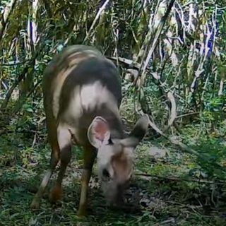 Cámaras trampa revelan la fauna de la Reserva Natural