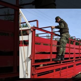 Multa de $4.000.000 por trasladar 20 vacas sin papeles en Corrientes