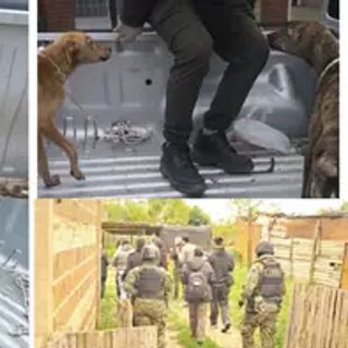 Rescatan a cuatro perros tras allanamientos por maltrato animal