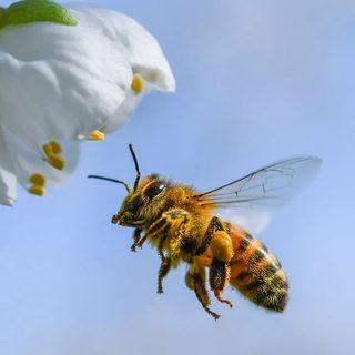 Veneno de abeja podría mejorar el tratamiento del Parkinson