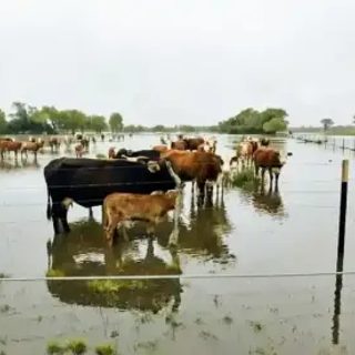La creciente del Paraná complica a los ganaderos isleños de Corrientes