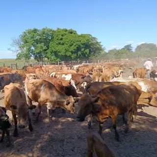 Recomiendan a productores preparar la hacienda ante El Niño
