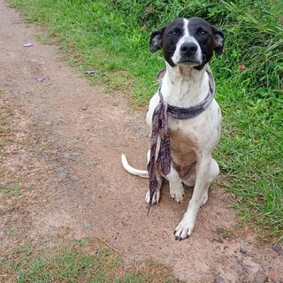 Buscan familia para una perrita abandonada en la calle