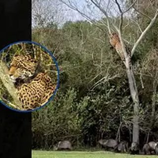 Pecaríes acorralaron a una yaguareté en el Iberá