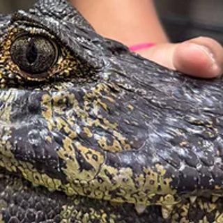 Crecida del Paraná: qué hacer si aparece un animal silvestre en Corrientes