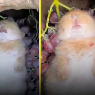 Un conejo cayó en un pozo de uvas fermentando en China