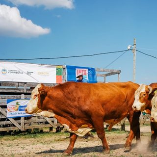 Más de 1.000 cabezas de ganado se remataron en El Pombero