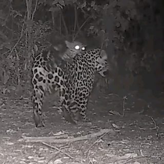 Filman a una yaguareté con su segundo cachorro en Iguazú