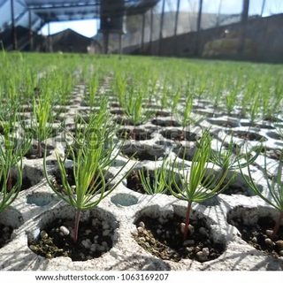 Entregan más de 7 mil plantines a pequeños productores de Santo Tomé