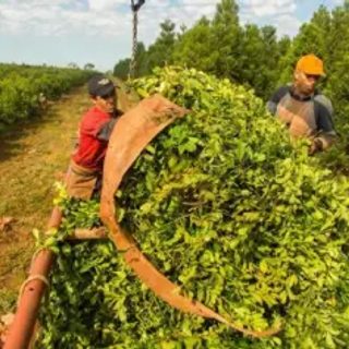 CORRIENTES Y MISIONES SON LAS DOS ÚNICAS PROVINCIAS YERBATERAS DEL PAÍS.