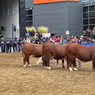 Corrientes exhibe su genética ganadera en la Rural de Palermo