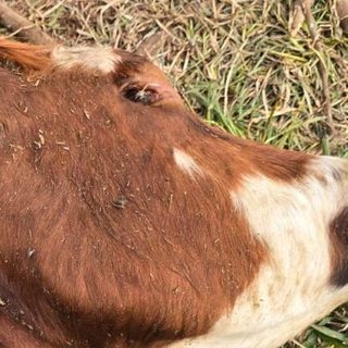 Nuevo robo y faena de vacas alarma a productores de Santo Tomé