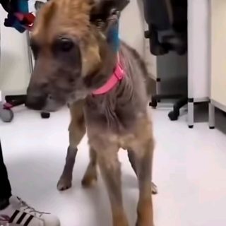 La transformación de un perro callejero que conmueve en redes