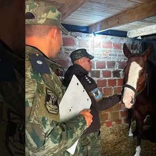 Abigeato en Ituzaingó: recuperan un caballo robado tras allanamiento