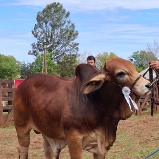 Arrancó la Expo Rural 2026 con la jura de Brahman
