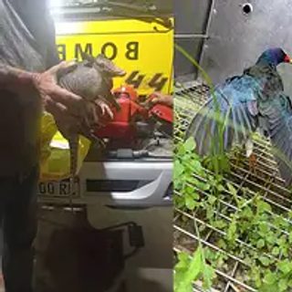 Tres animales silvestres rescatados en un día en Corrientes