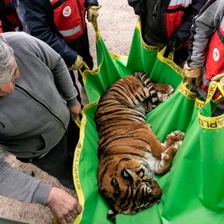 Rescatan a 30 leones y tigres de un zoo cerrado en Argentina