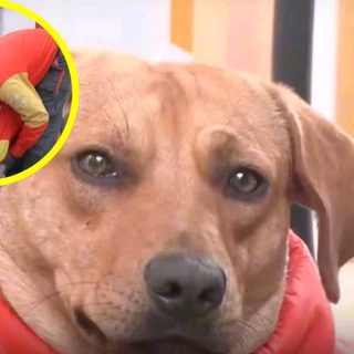 Un perro callejero se convirtió en guardia de una gasolinera
