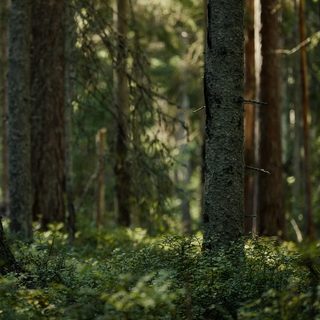 Foto: Lauri Poldre / Pexels