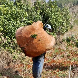 India habilita la importación regular de yerba mate argentina