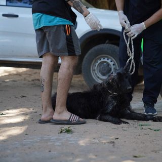Rescatan a un perro con leishmaniasis en Laguna Seca
