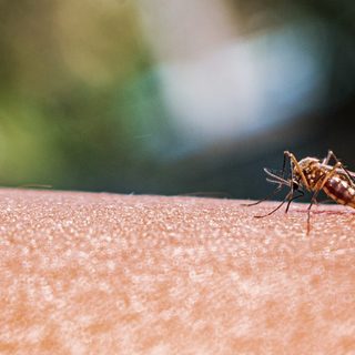 El cambio climático expande mosquitos y sus enfermedades al norte