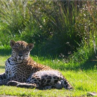 Iberá sigue abierto al turismo pese al yaguareté suelto
