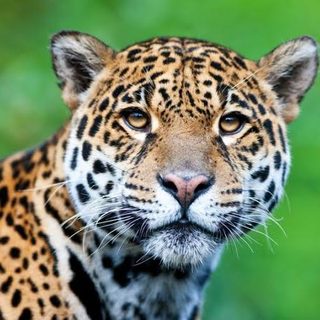 Un yaguareté con GPS ronda los senderos turísticos del Iberá
