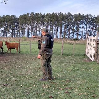 Recuperan 41 vaquillas extraviadas en un campo de Corrientes