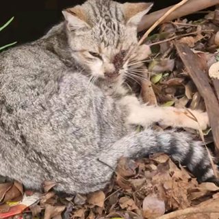 Rescatan a una gata y un perro abandonados y famélicos
