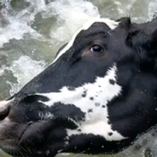 Denuncian maltrato animal en la evacuación de ganado por la crecida