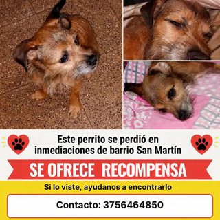 Se perdió un perro en el barrio San Martín y ofrecen recompensa