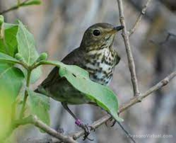 El Zorzalito Boreal, la nueva especie migratoria que hallaron en Corrientes