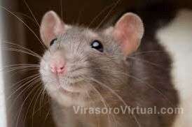 Hantavirus en ratas del Iberá: vigilancia activa y medidas de prevención