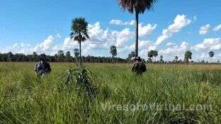 Buscan preservar las especies vegetales de Corrientes