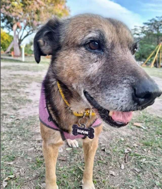 Realizarán una marcha pacifica por la muerte de un perro atropellado