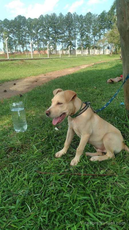 Cachorro extraviado