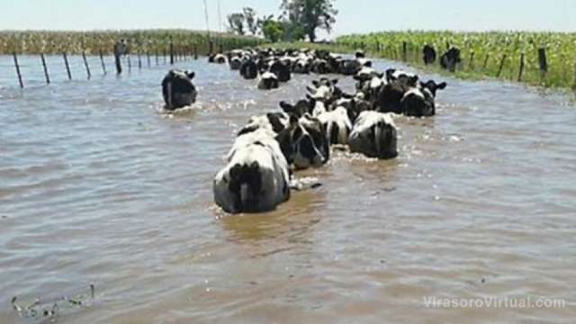 Más de 5 millones de cabezas de ganado en riesgo por inundaciones en Argentina