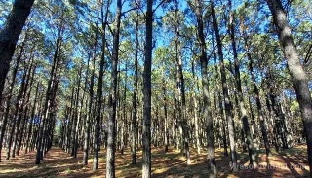 Empresas forestales en Corrientes buscan un futuro sostenible mediante la captura de bonos de carbono,