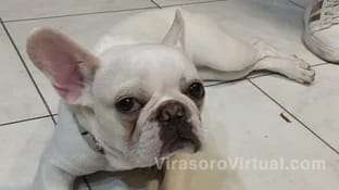 La policía de la Comisaría Décimo Primera Urbana llevó a cabo un operativo para recuperar una perra Bulldog Francés