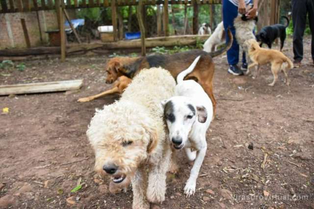 Hicieron  entrega de 20 bolsas de alimentos de 22 kg c/u para los refugios de animales