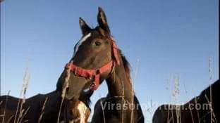 Encefalomielitis equina: proyectan 300 mil vacunas disponibles para la próxima semana