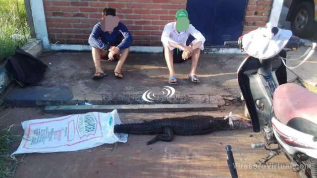 Caza furtiva : mataron un yacare y lo trasladaban en una moto