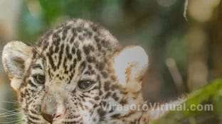 La Fundación Rewilding de Argentina anunció el domingo el avistamiento de dos nuevos yaguaretés