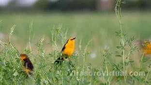 Proyecto Tordo amarillo :