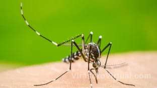 Aumentos de casos de dengue