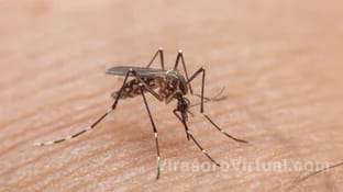 Una muerte por dengue en Corrientes
